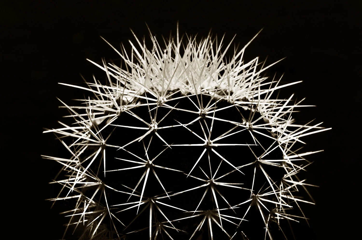 Golden Ball