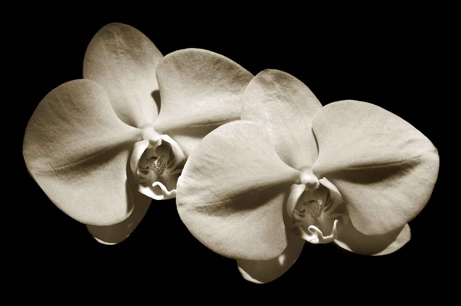 Orchid 2