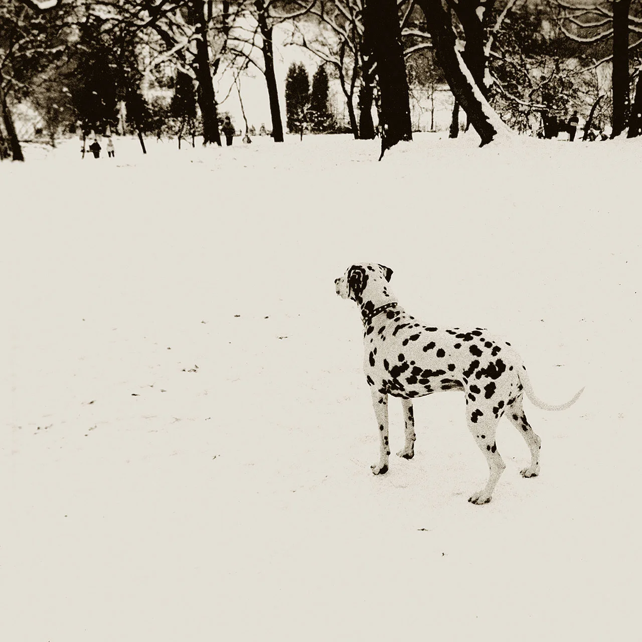 Dalmatian