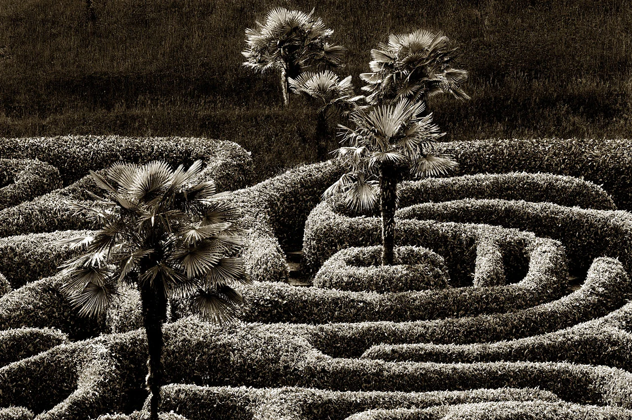 Palms