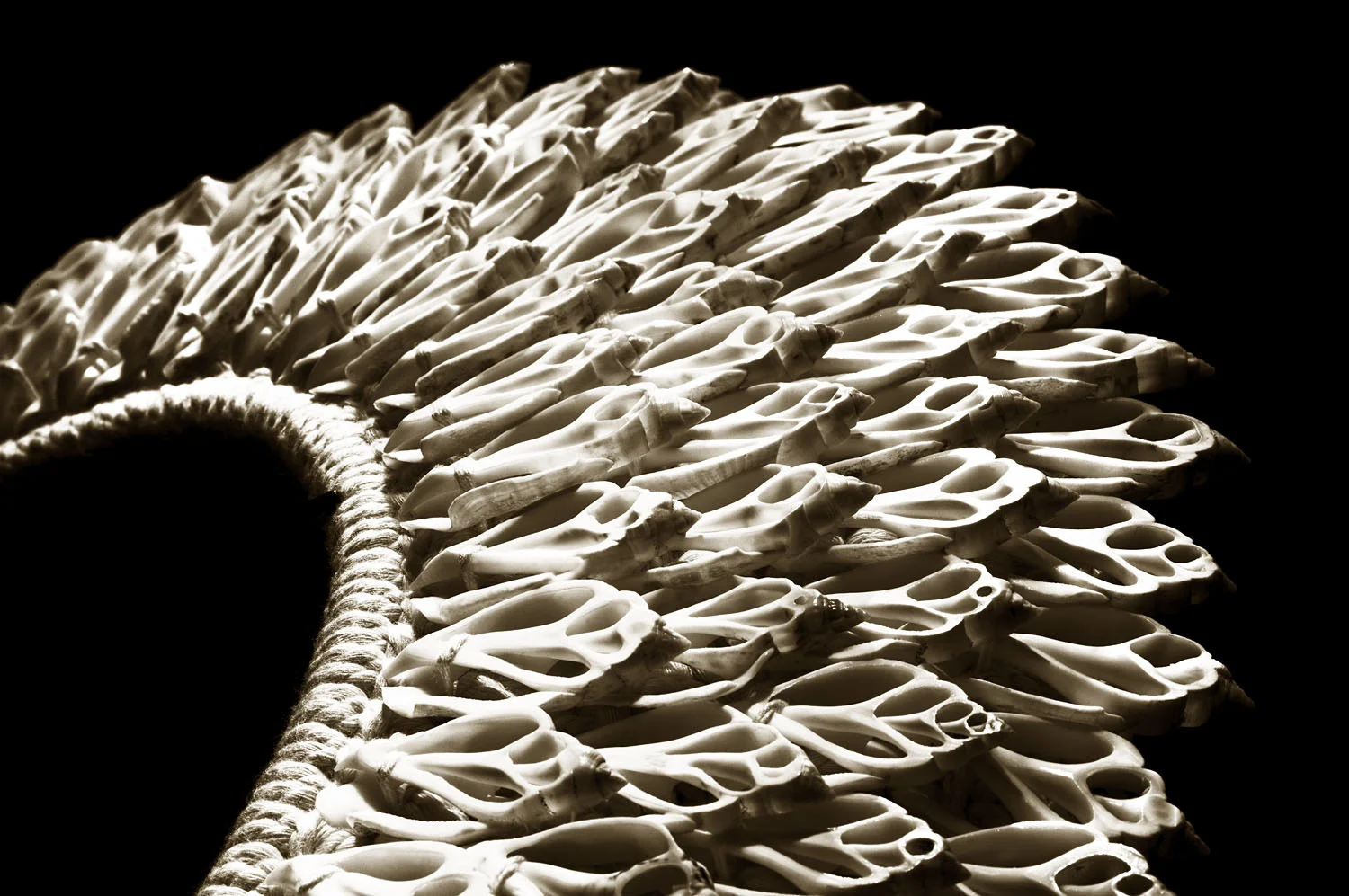 Gastropod