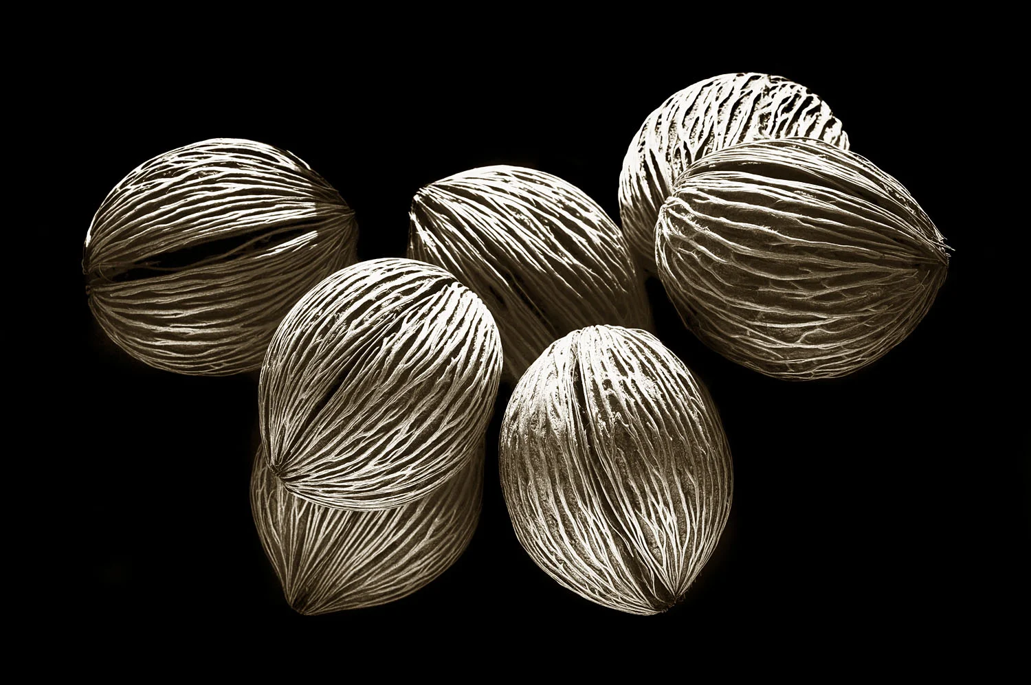 Coconut