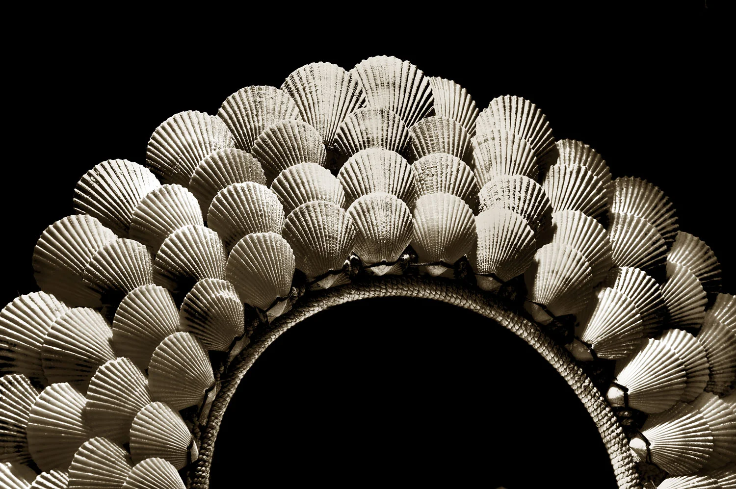 Noble scallop