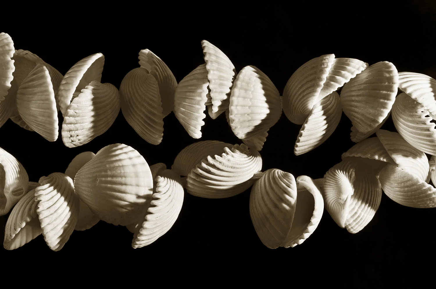 White Ark Clam