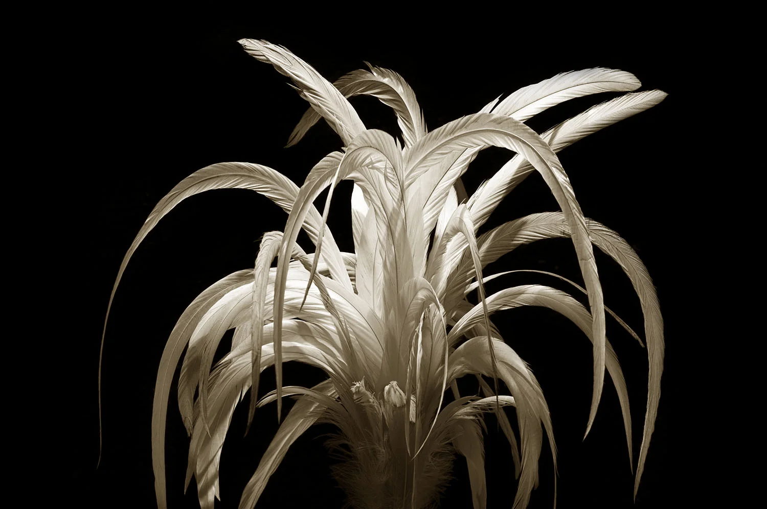 White feathers