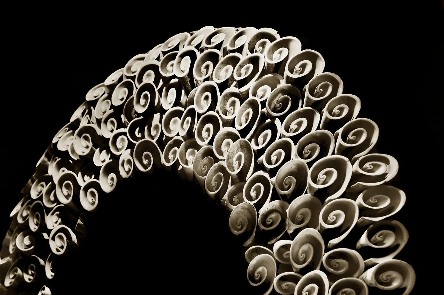 Conus