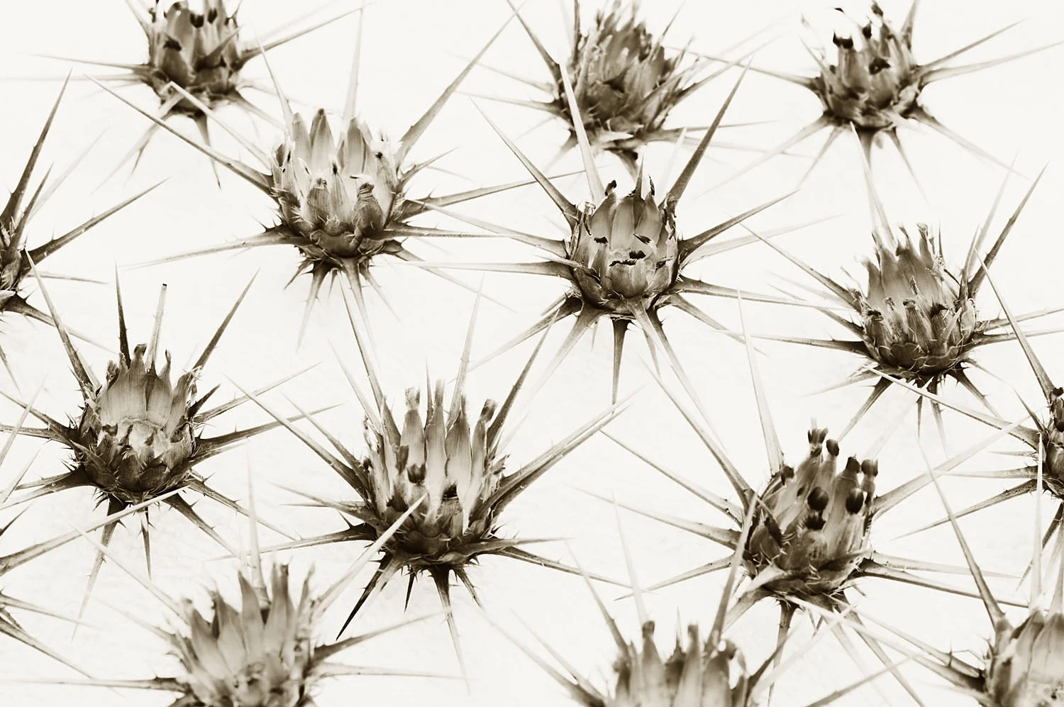 Seed Pods