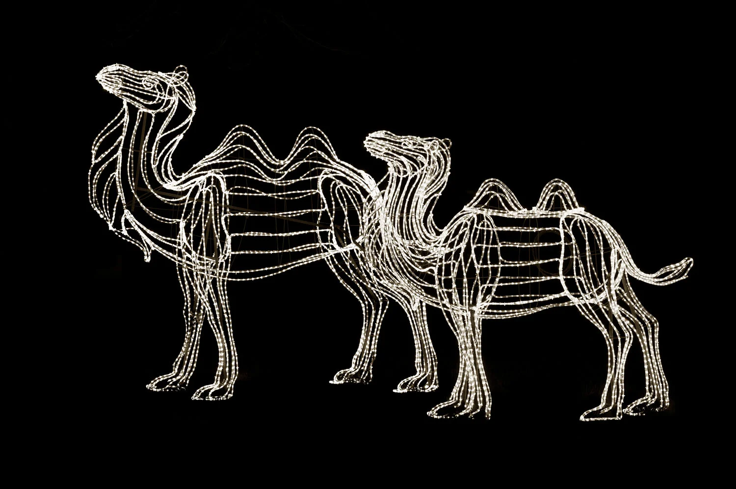 Two Camels
