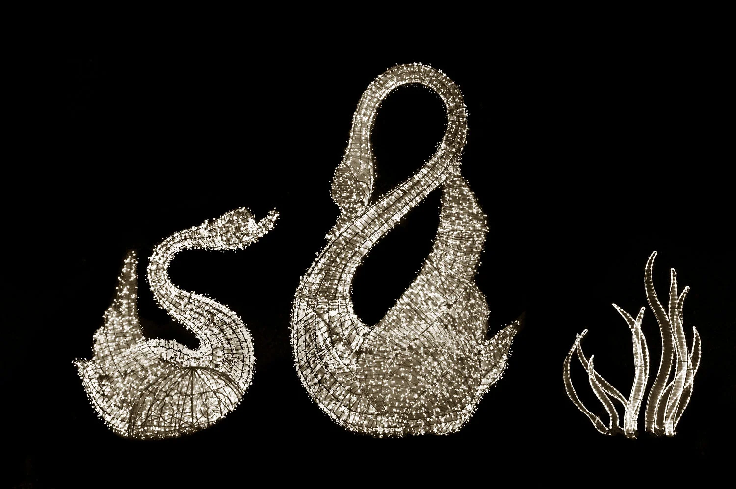 Swans