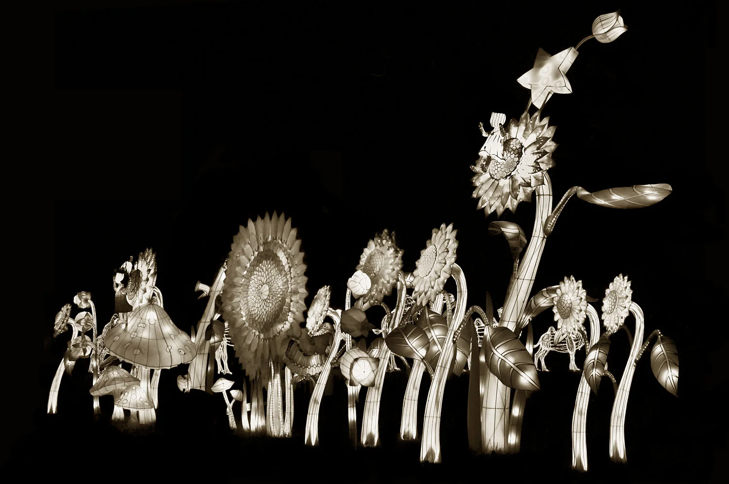 Night Garden