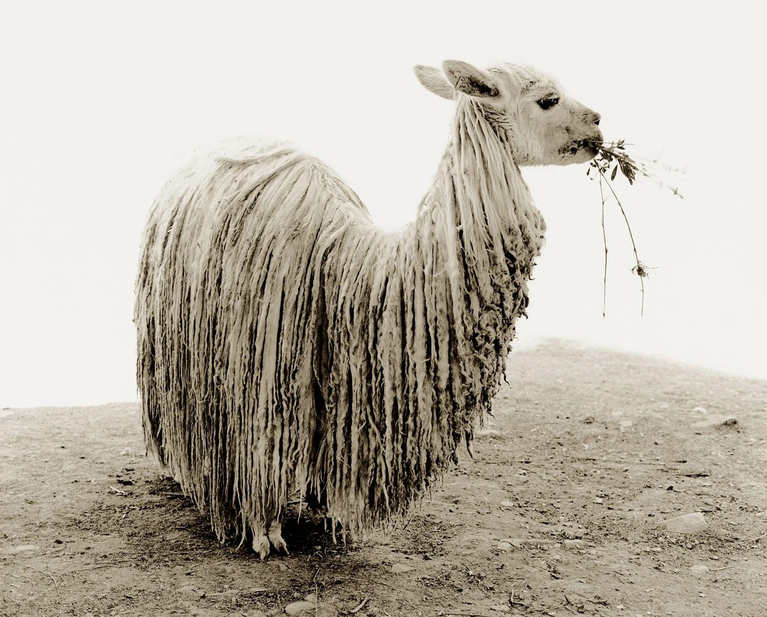 Sheep(ish)