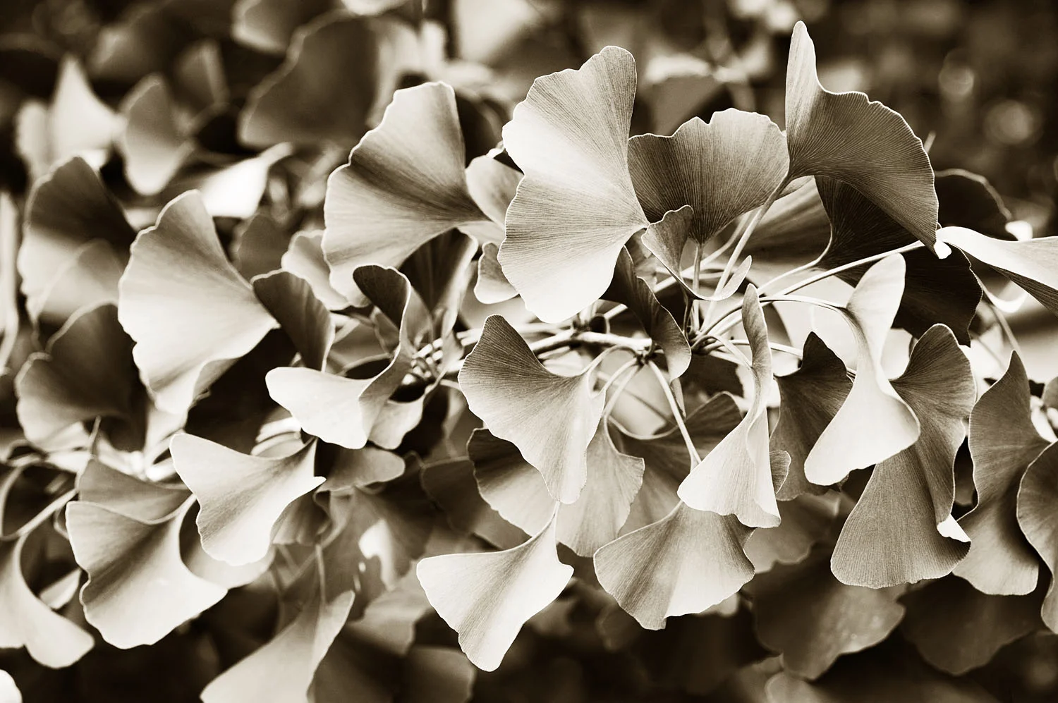 Gingko