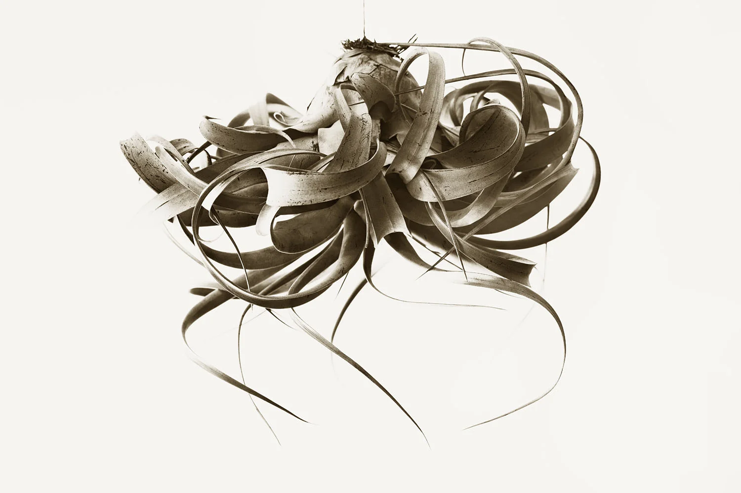 Air Plant