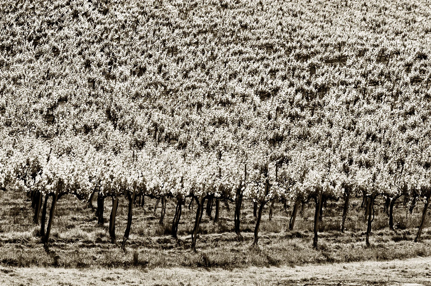 Vineyard