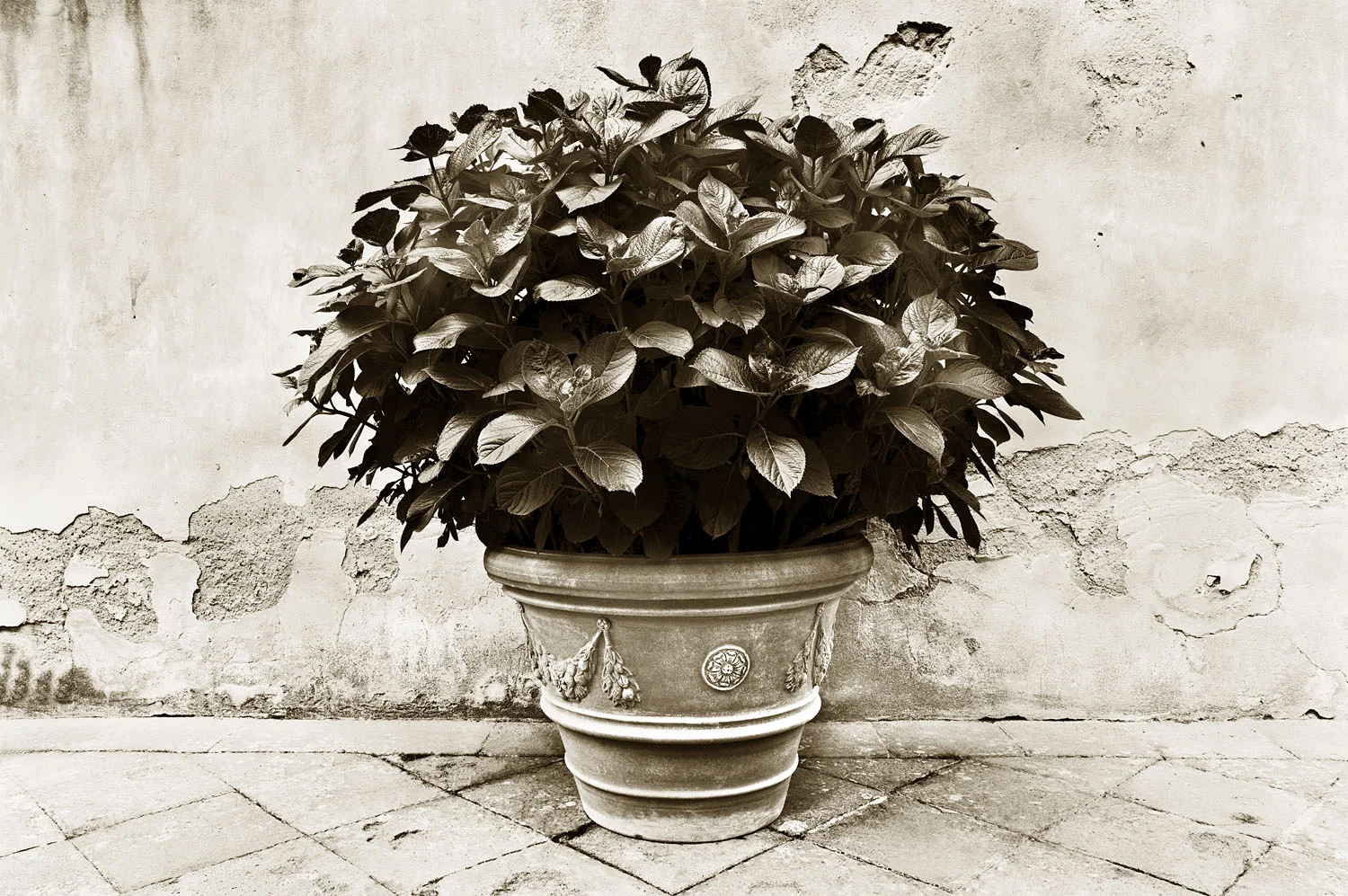 Vignamaggio Hydrangea