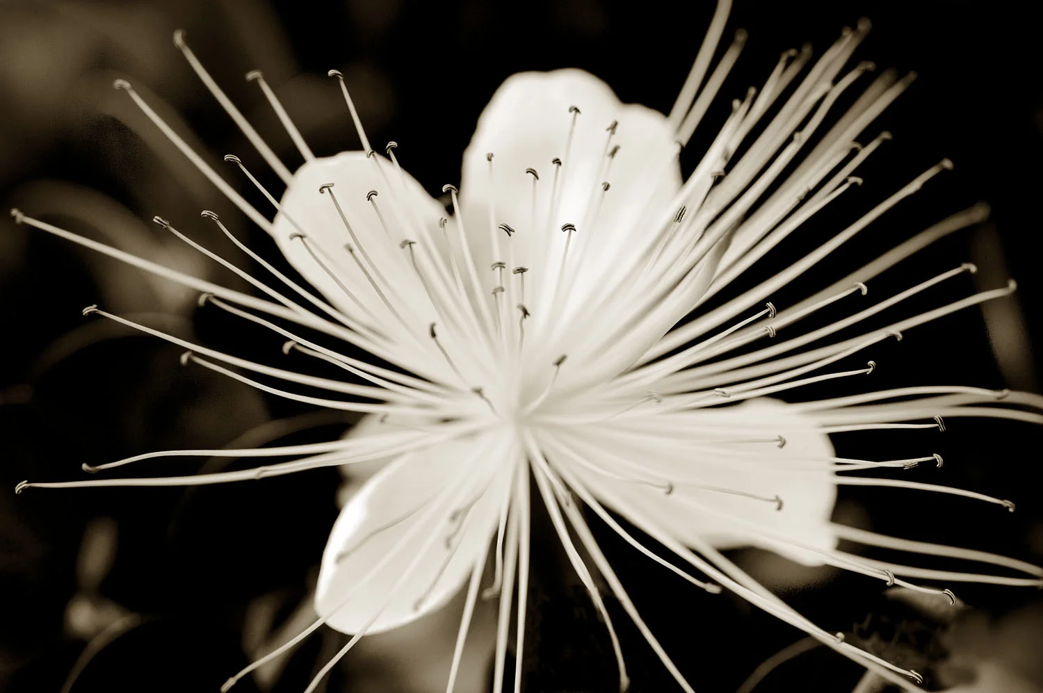 Caperberry Flower