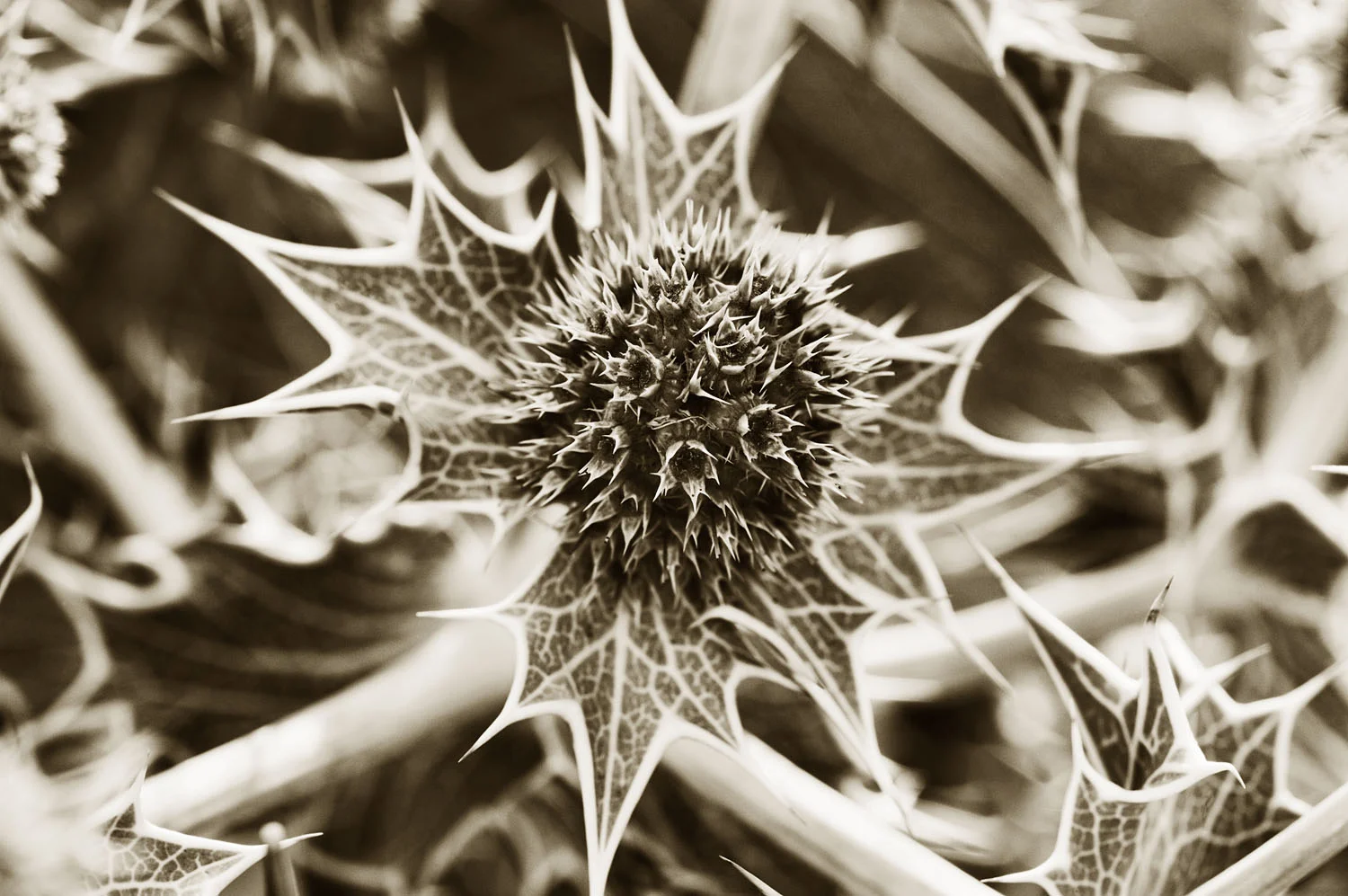 Sea Holly