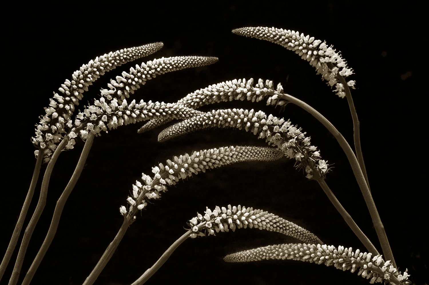 L1004489.jpg
