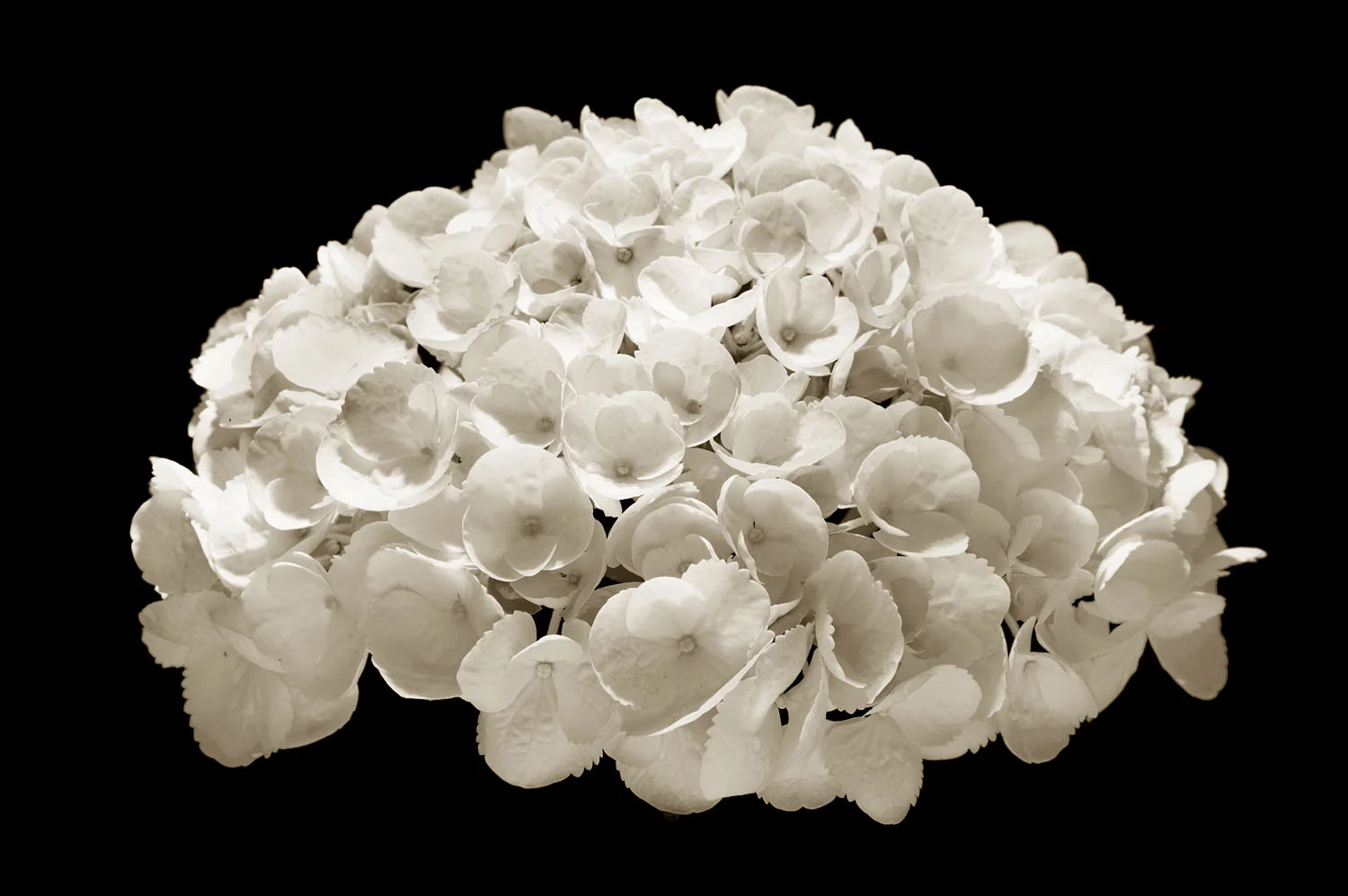 L1007727+3.jpg