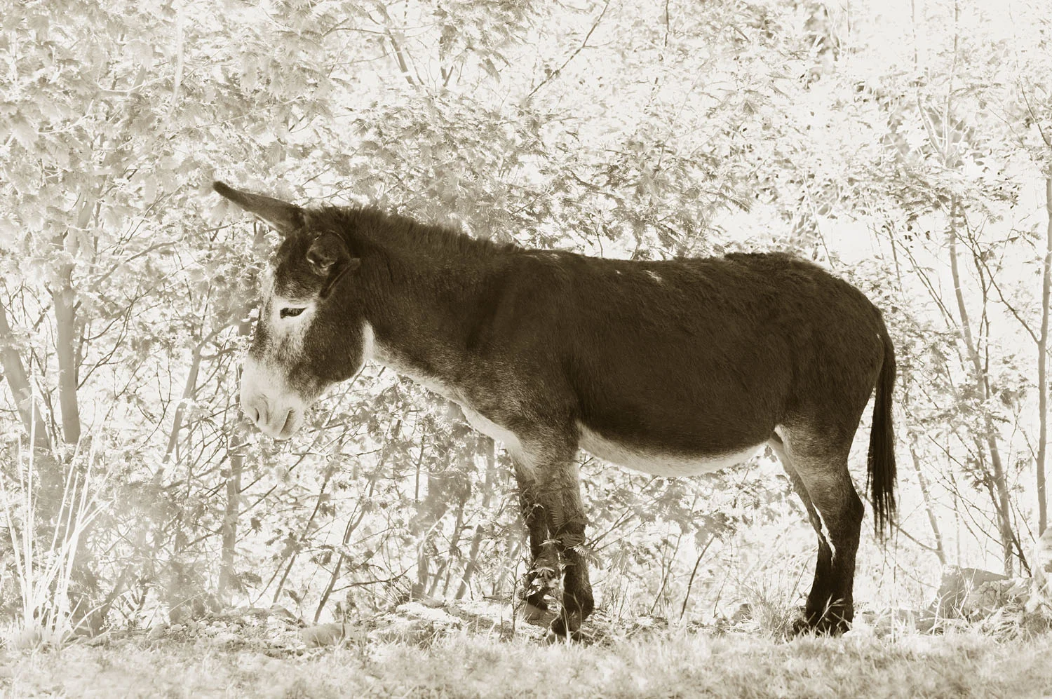 Equus africanus asinus