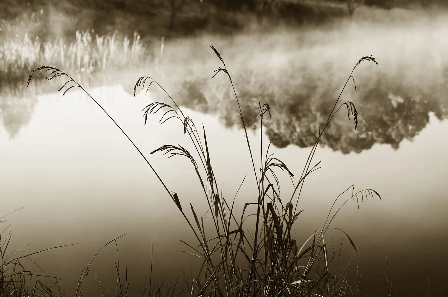 Grasses