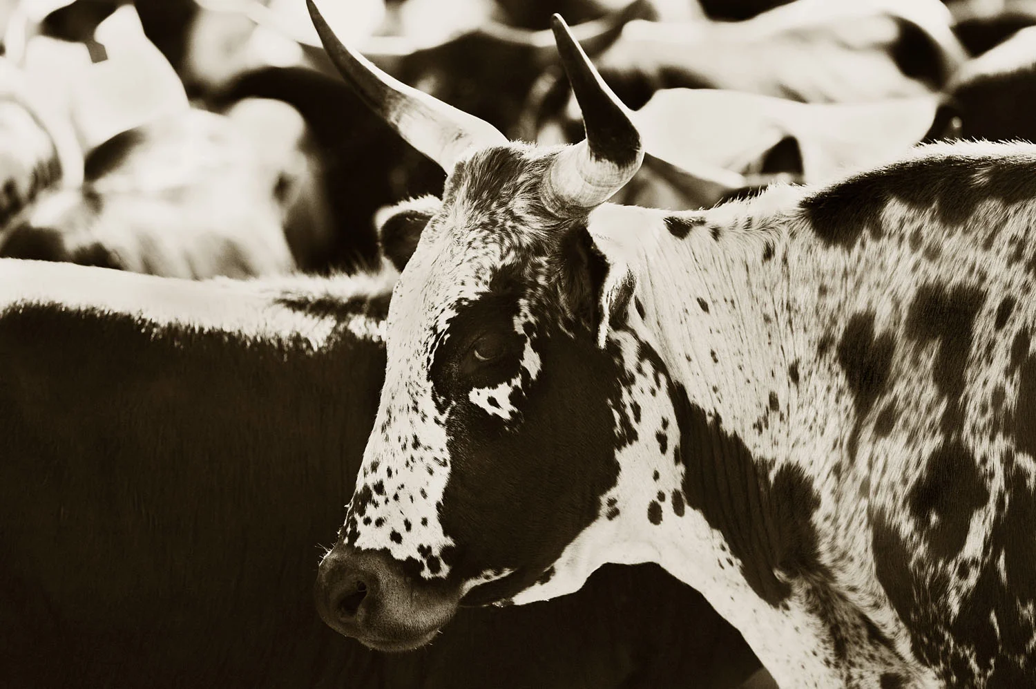 Nguni 5
