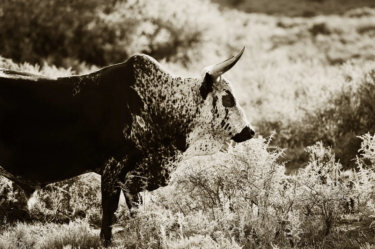Nguni 4