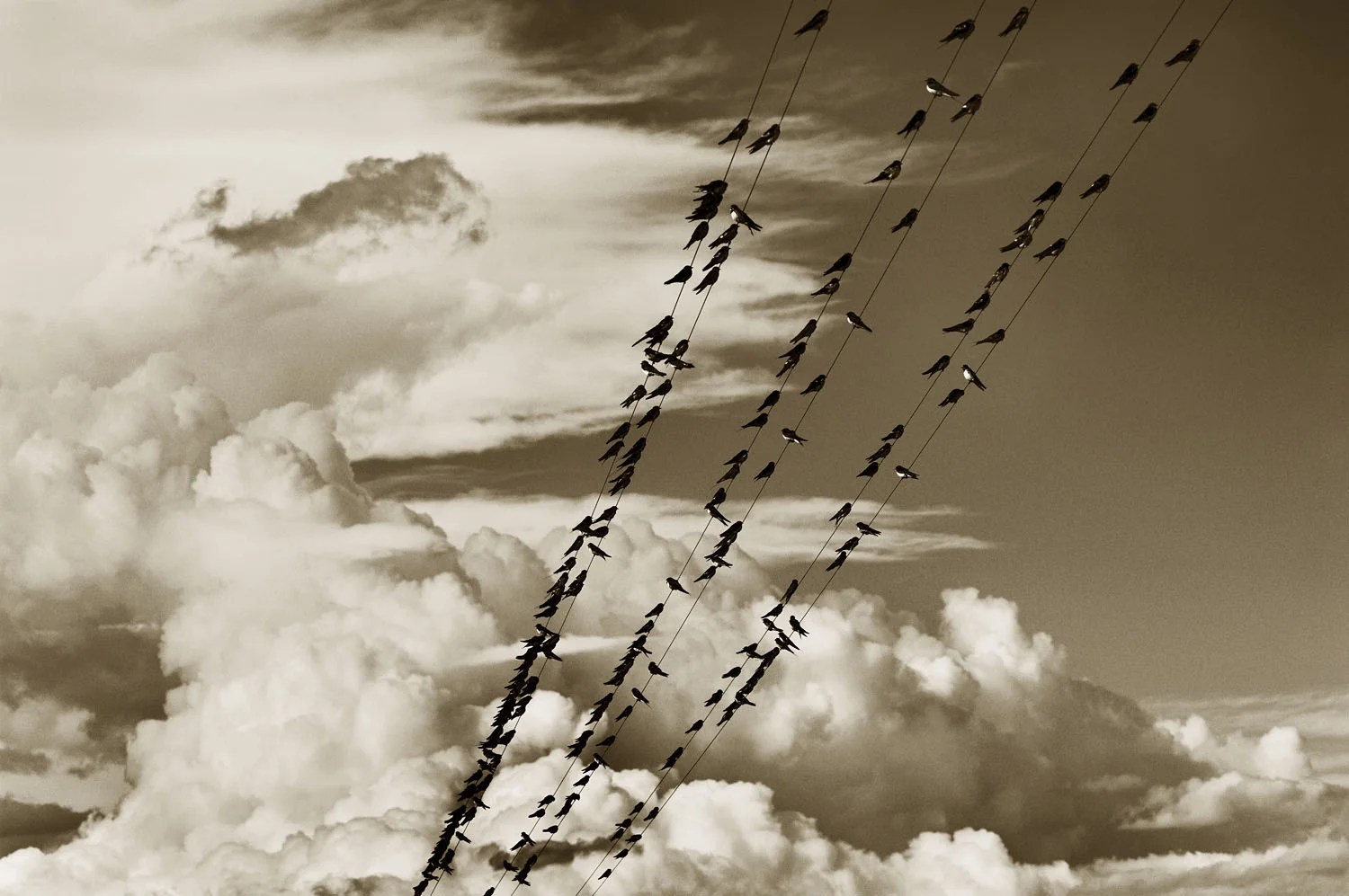 170 Swallows
