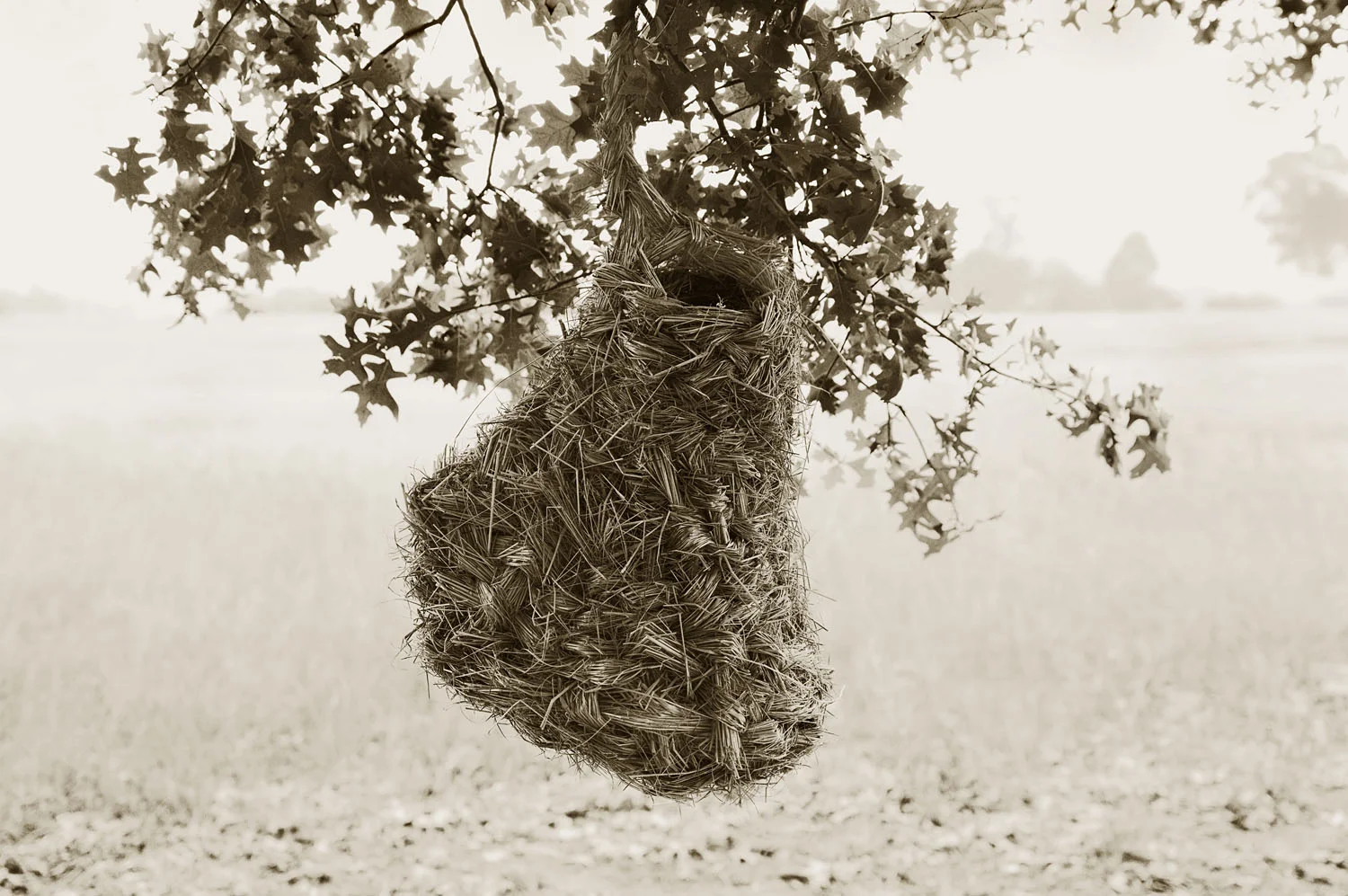 L1003415.jpg