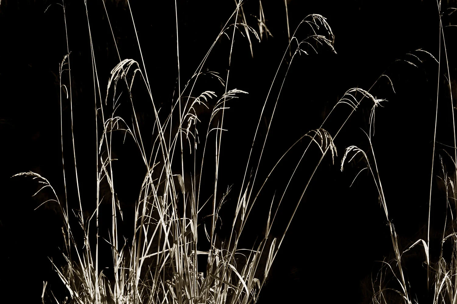 L1006039.jpg