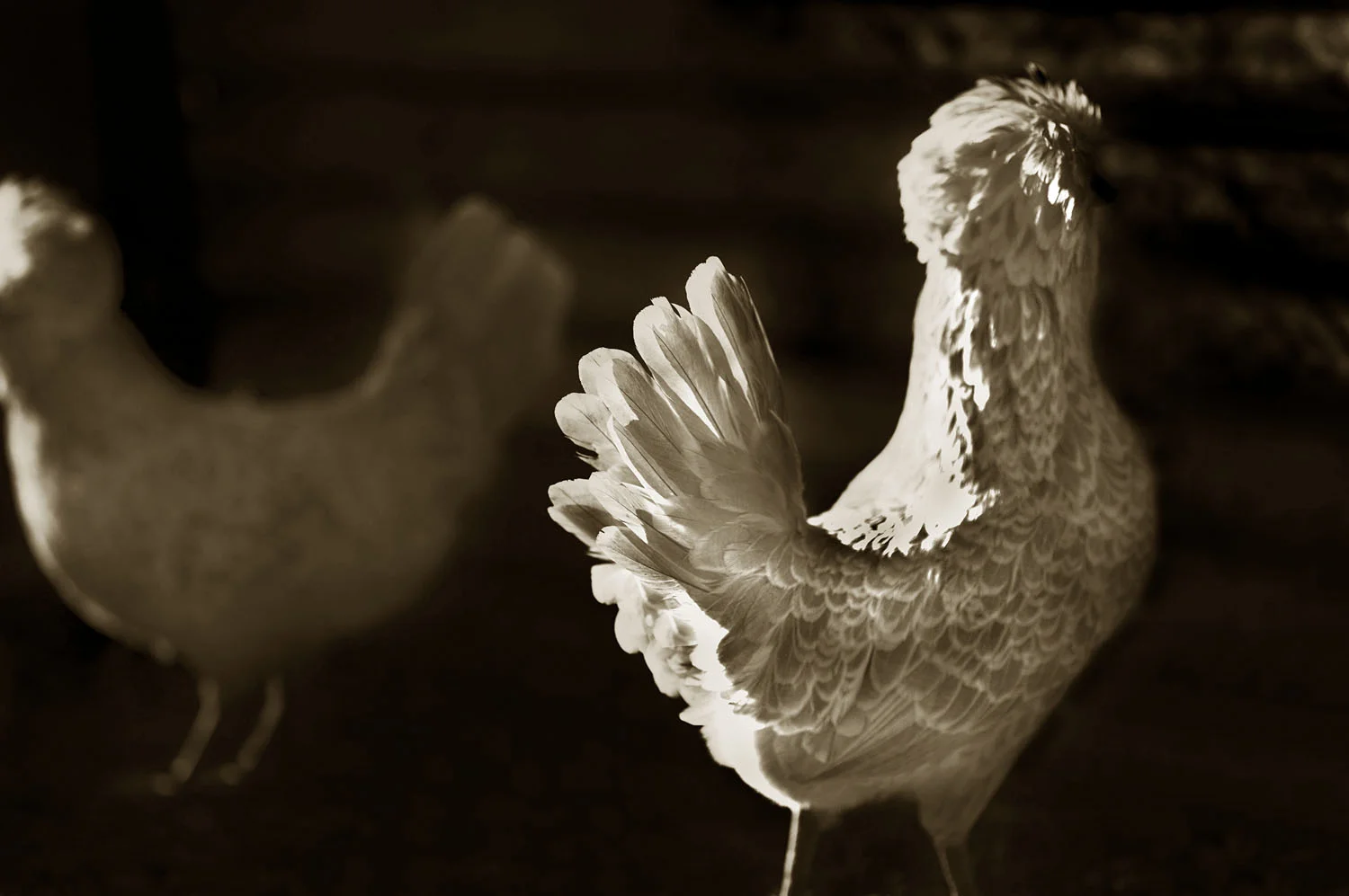 Silver Polish Bantam 3