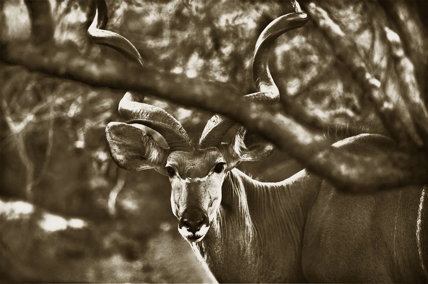 Kudu