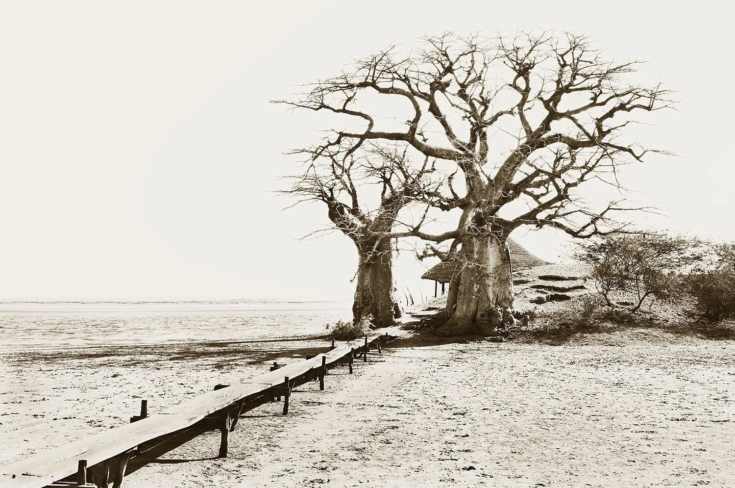 Dry Season