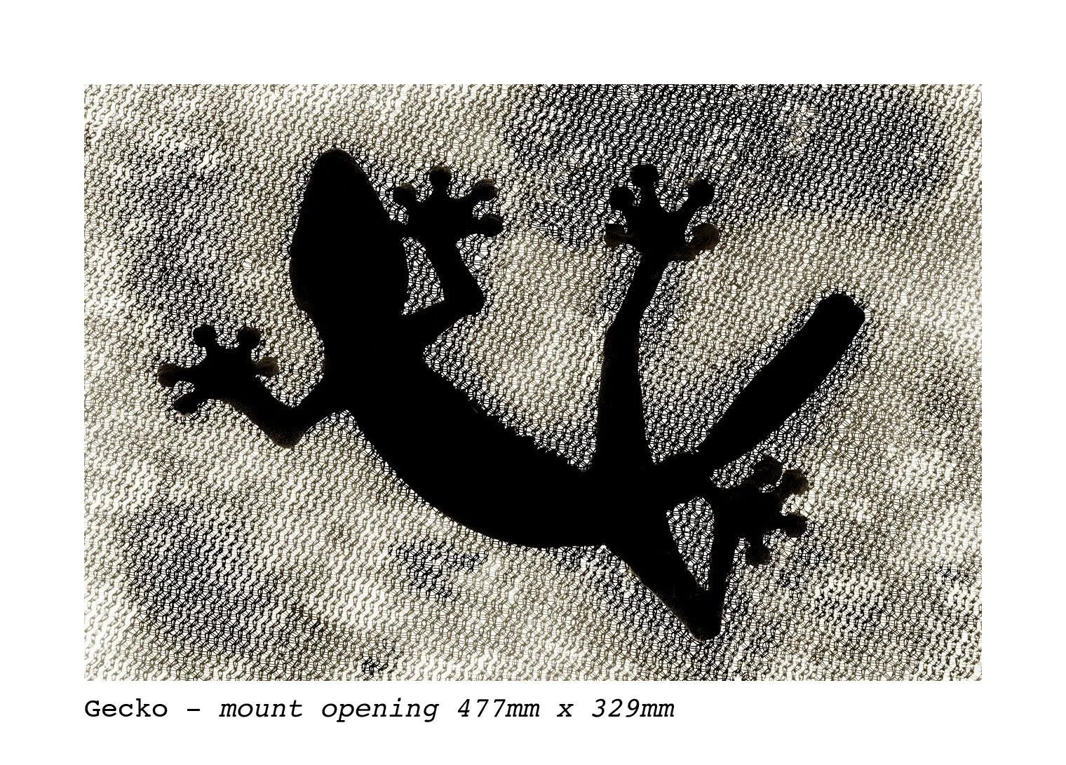 Gecko.jpg