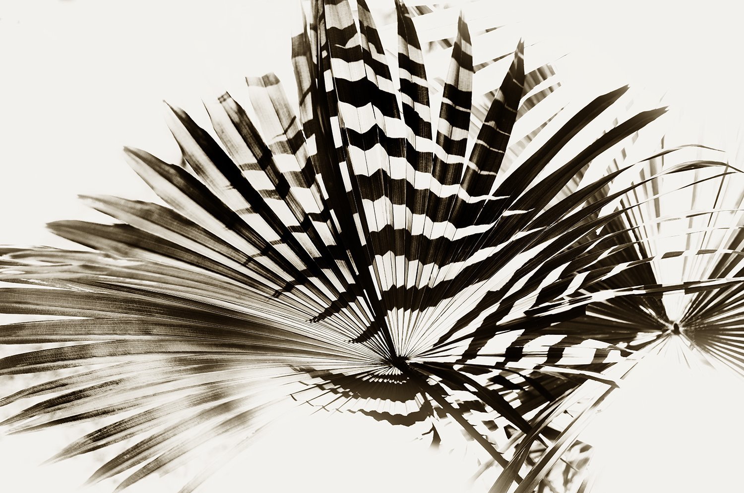 Pleat Shadows