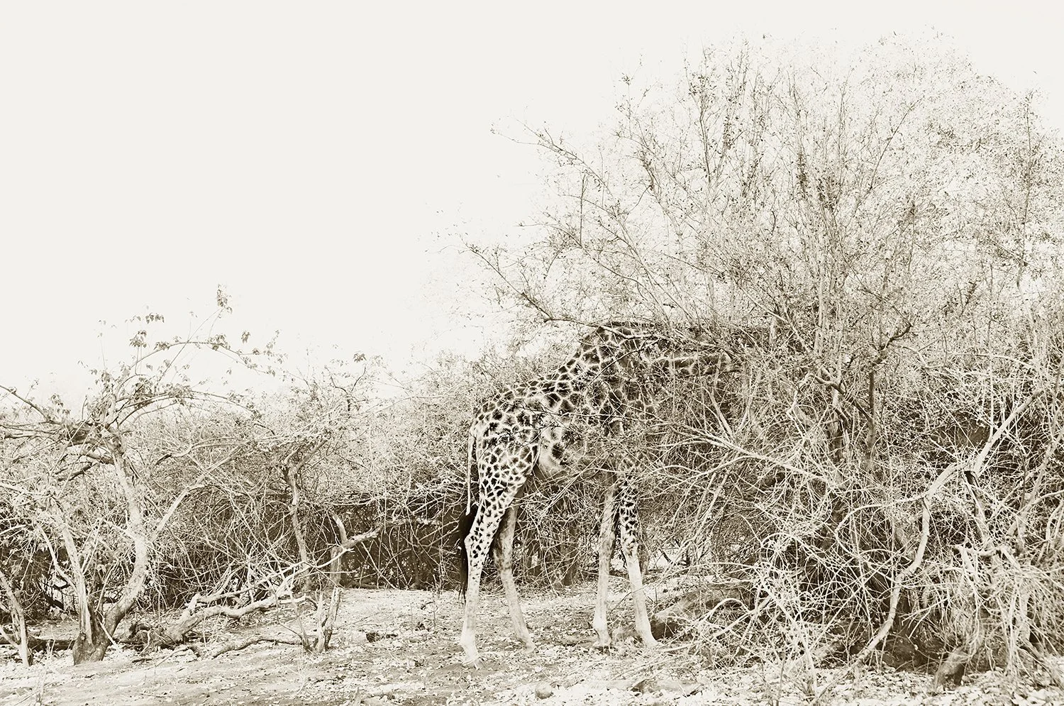 Disappearing act