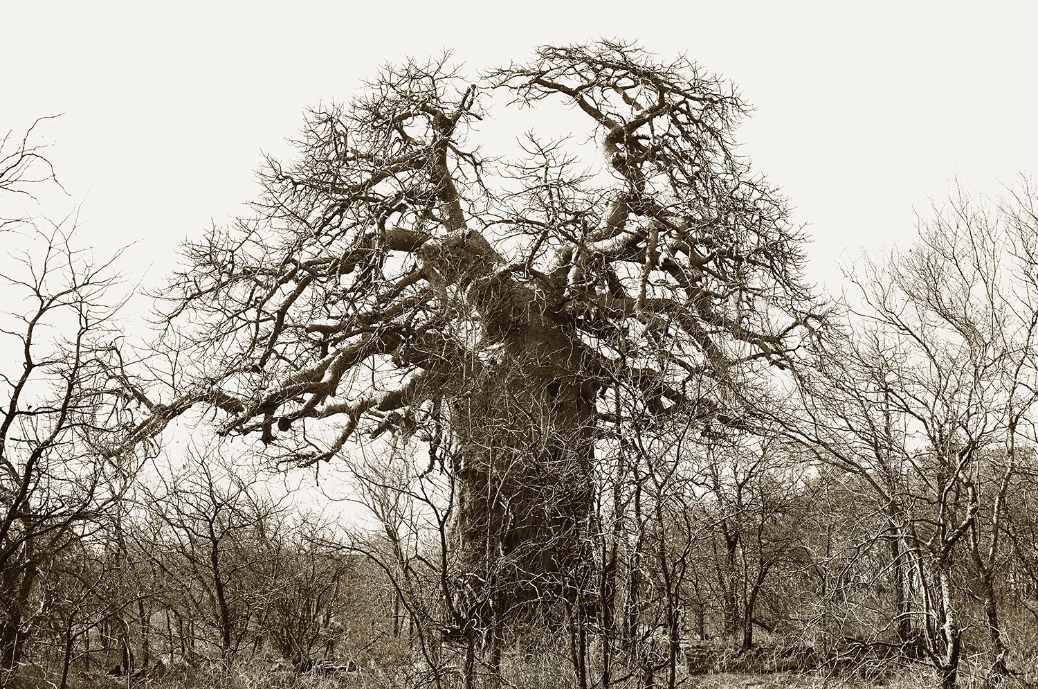 Mopani Baobab