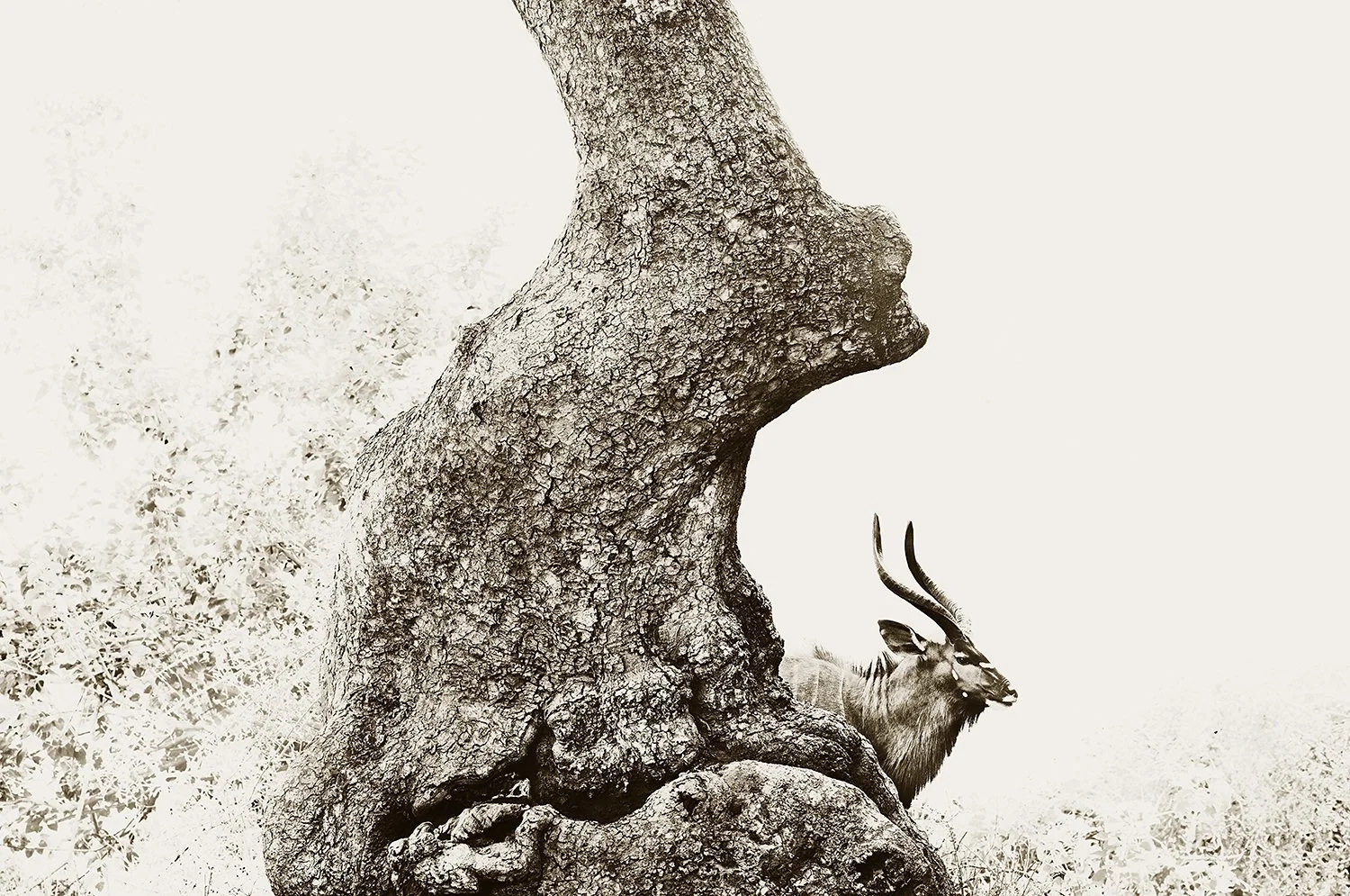 Nyala