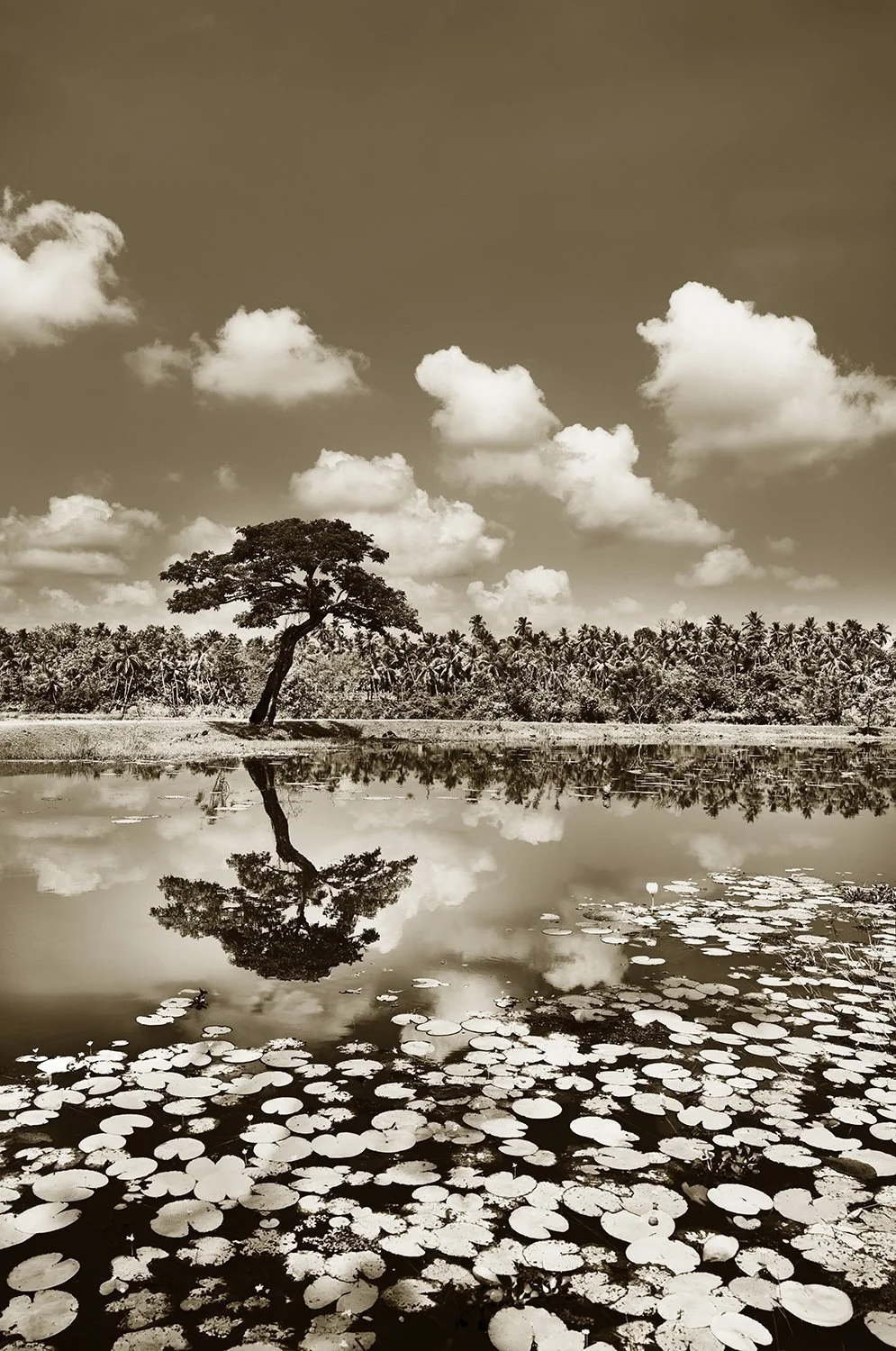 Serene Lean