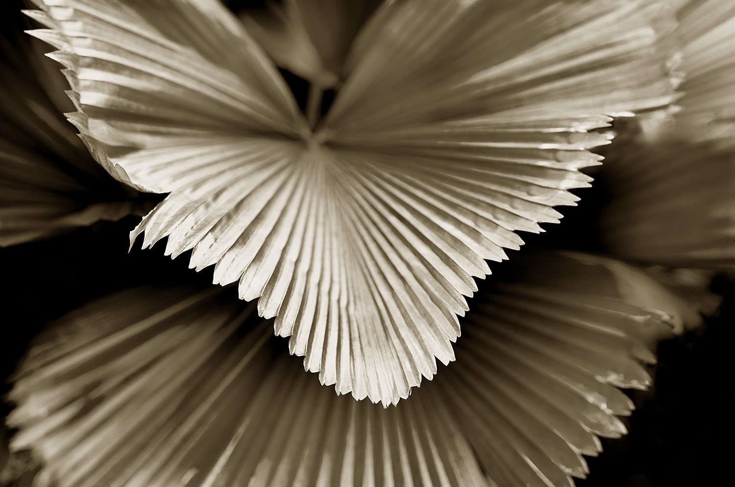 Pleats