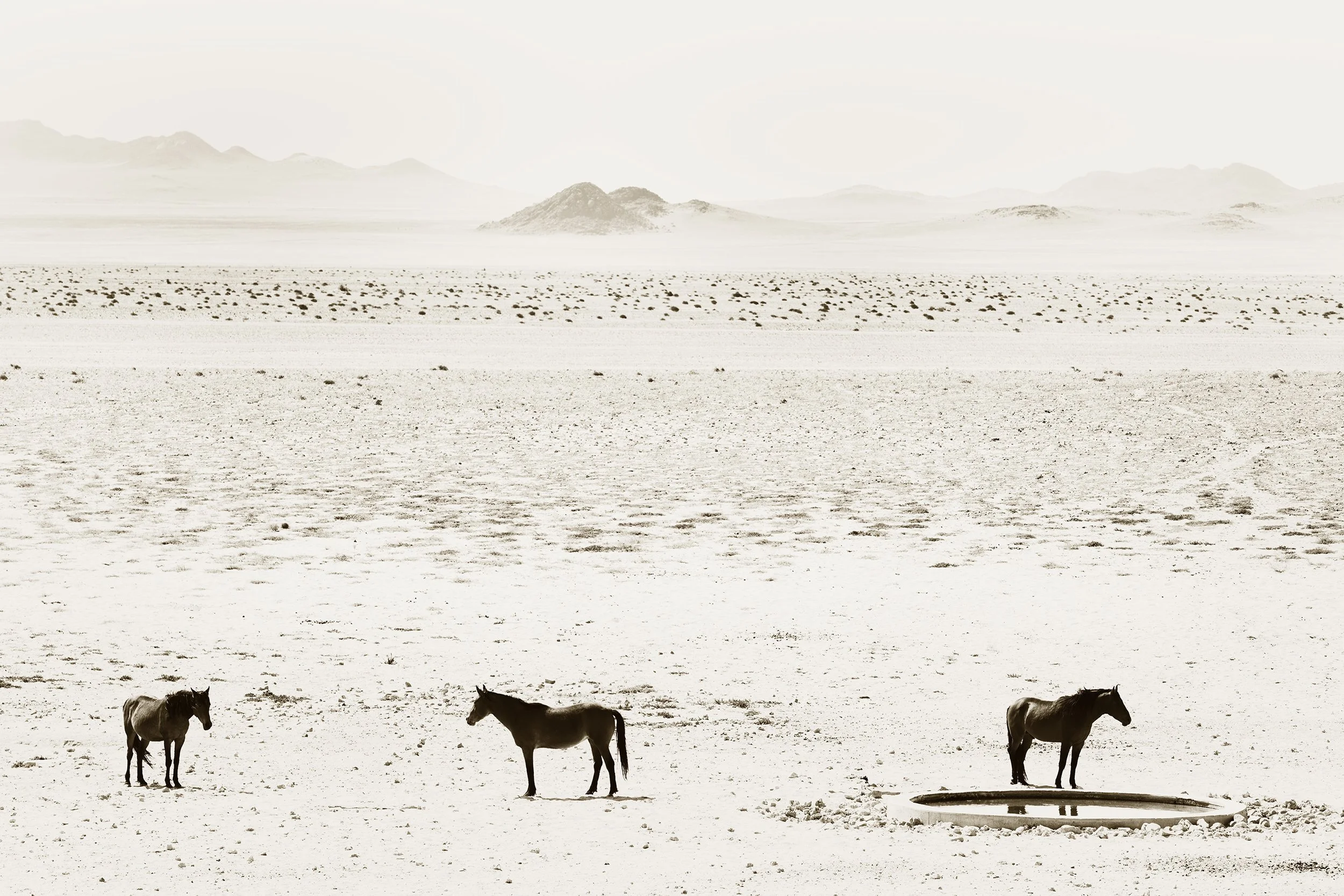 Namib Horses