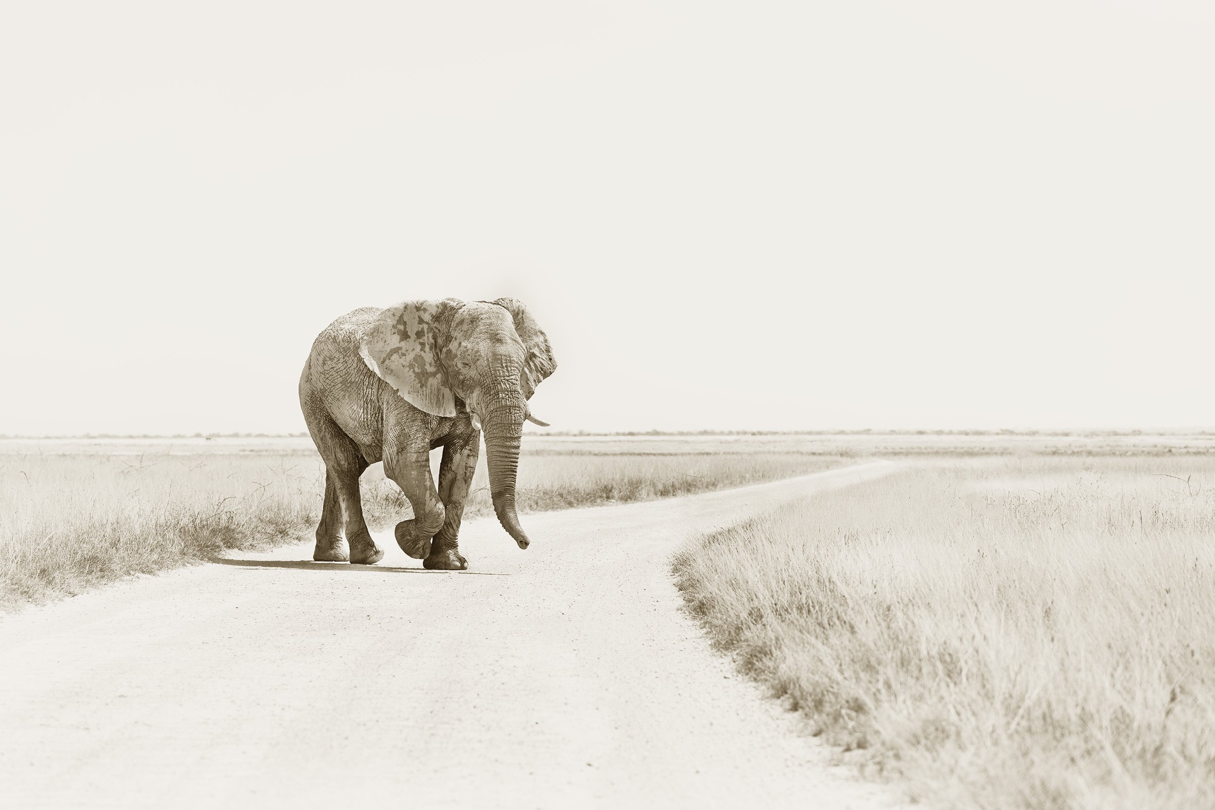 Jaywalker