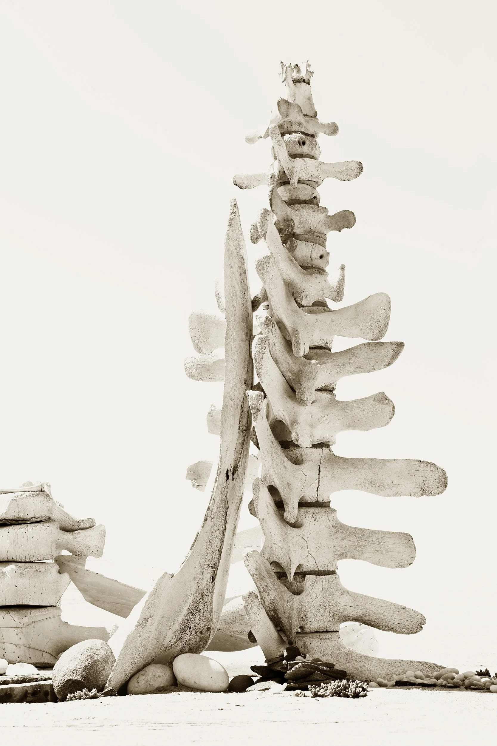 Whale Spine