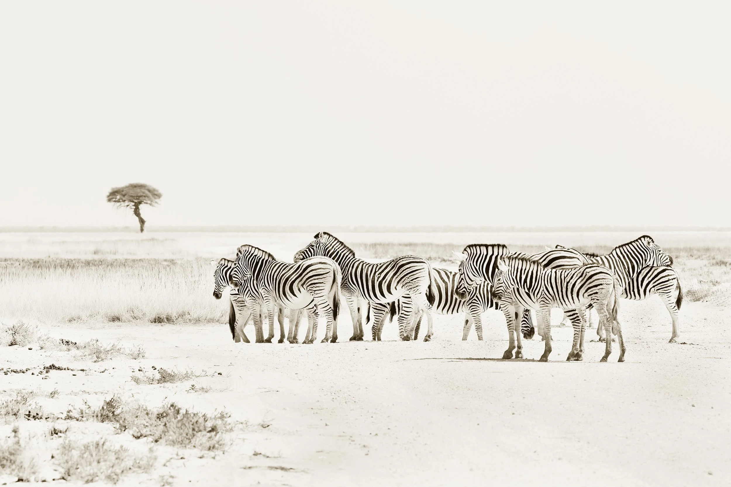 Zebra Crossing
