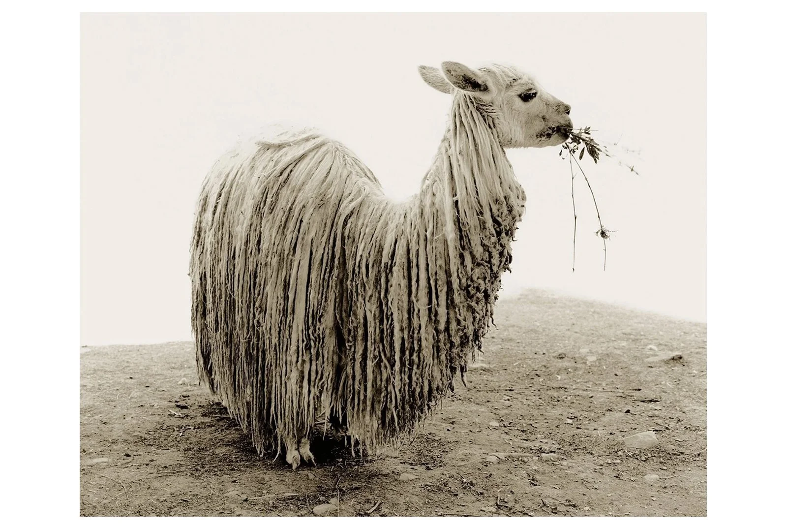 41 x 51 Sheep(ish) paper.jpg