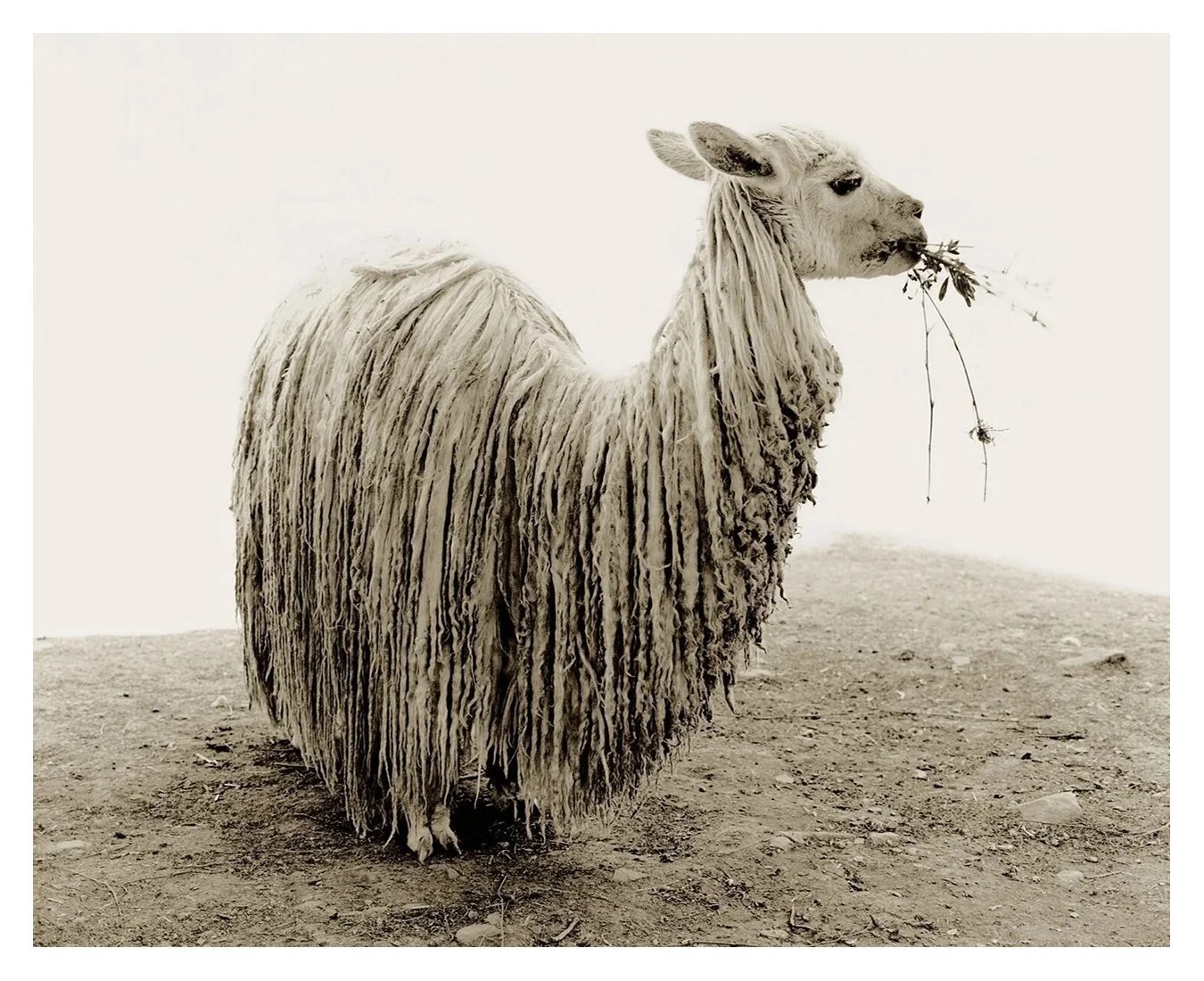 41 x 51 paper final.jpg