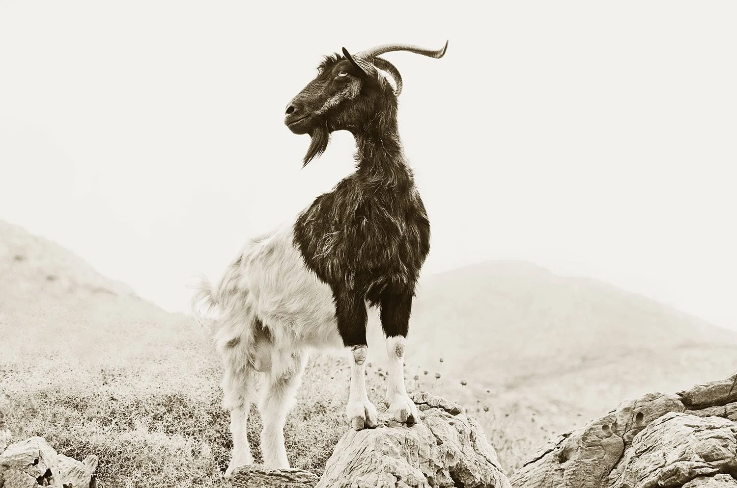 GOAT