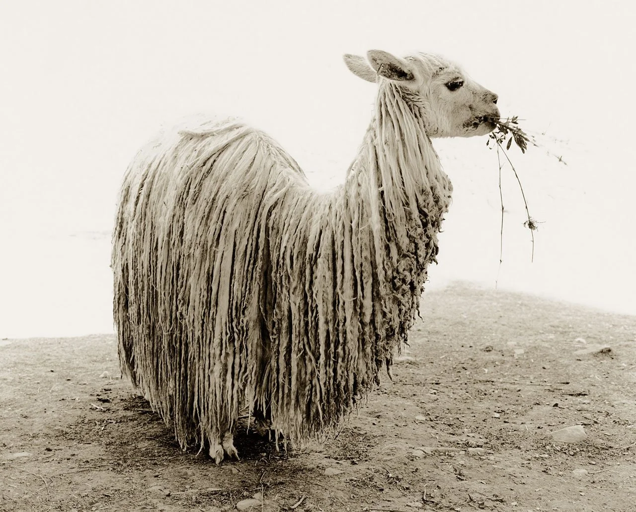 Sheep(ish)