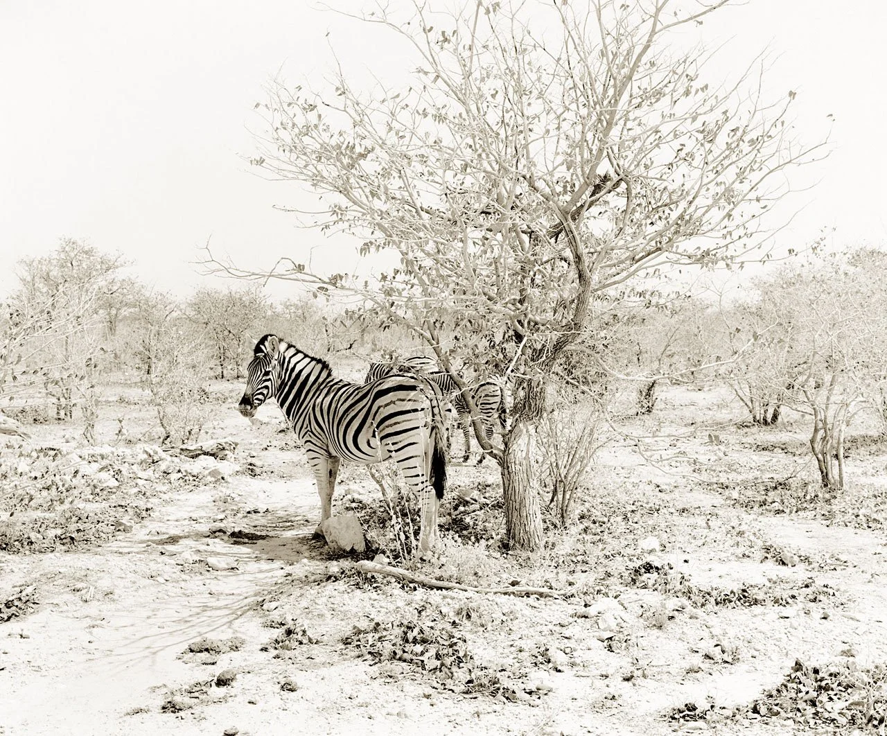 Zebra