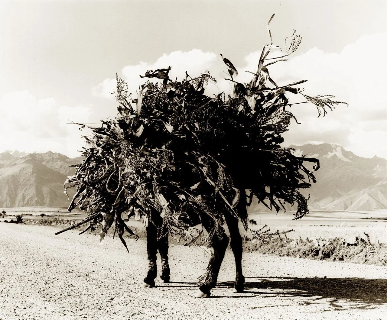 Andes Donkey